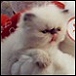 Click to view the Himalayan Kittens List