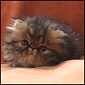 Chocolatina Persian Kittens for sale