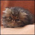 Chocolatino Persian kittens