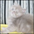 Chocolatino Persian kittens