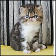 Chocolatino  Persian kittens