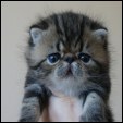 Chocolatino Persian kittens