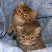 Clara Bella Cats