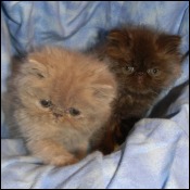 Clara Bella Cats