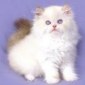 Click here to visit Colour  Above Cattery