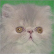 Kittens from Coral Reef Cattery