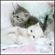 Cozy Kittens Exotic kittens