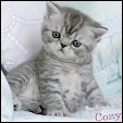 Cozy Kittens Exotic kittens