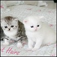 Cozy Kittens Exotic kittens