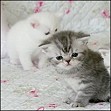 Cozy Kittens Exotic kittens