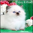 Cozy Kittens Napoleon kittens