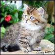 Cozy Kittens Napoleon kittens