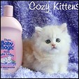 Cozy Kittens Napoleon kittens