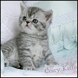 Cozy Kittens Exotic kittens