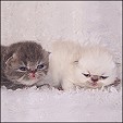 Daycara kittens