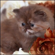 Doll Face Persian Kittens