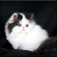 Doll Face Persian Kittens
