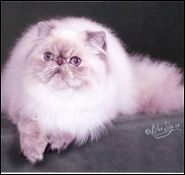 DREAMZ Himalayans & Persians