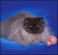 DREAMZ Himalayans & Persians