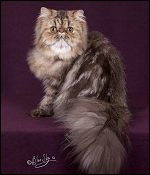 DREAMZ Himalayans & Persians