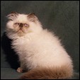 Click here to visit Dreamz cattery