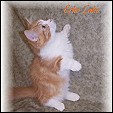 Napoleon Kittens from Echo Lake Cattery