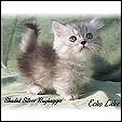 Napoleon Kittens from Echo Lake Cattery