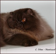 HEART'NSOUL Himalayans & Persians