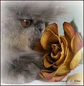 HEART'NSOUL Himalayans & Persians