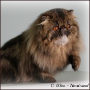 HEART'NSOUL Himalayans & Persians