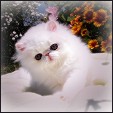 HEART'NSOUL Himalayans & Persians