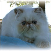 HEART'NSOUL Himalayans & Persians