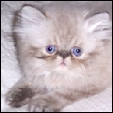 Click here to visit  Hirscheez