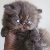 Hirscheez' Kittens