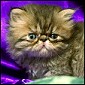 Click here for more House Of Magic kittens