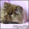 Click here to visit kingdomkatz