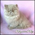 KingdomKatz Kittens