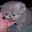 Click to view the Persian Kittens List