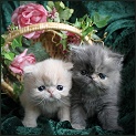 Cream M & Blue cream Female