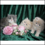 Cream M & Blue cream Female