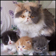 Persian kittens
