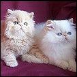 Himalayan kittens 