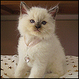 Kiwimagic Lovable Ragdolls
