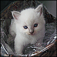 Kiwimagic Lovable Ragdolls