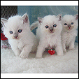 Kiwimagic Lovable Ragdolls