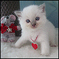 Click here to visit Kiwimagic Lovable Ragdolls