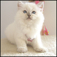 Kittens forsale from Kiwimagic ragdolls cattery