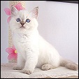 Kittens forsale from Kiwimagic ragdolls cattery