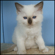 Kittens forsale from Kiwimagic ragdolls cattery
