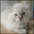  Kittens forsale from Kiwimagic ragdolls cattery
